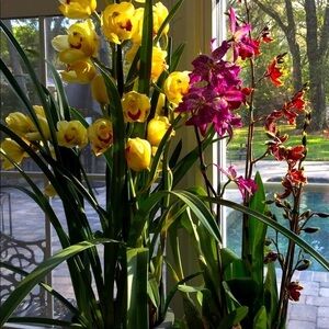 Meet your Posher 🌺 Lynn 🌺